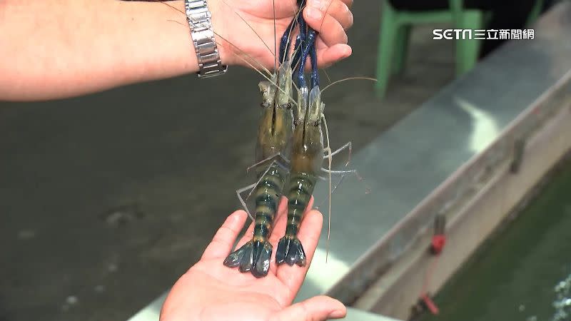 泰國蝦漲幅破2成，釣蝦場還在苦撐不敢亂漲價。