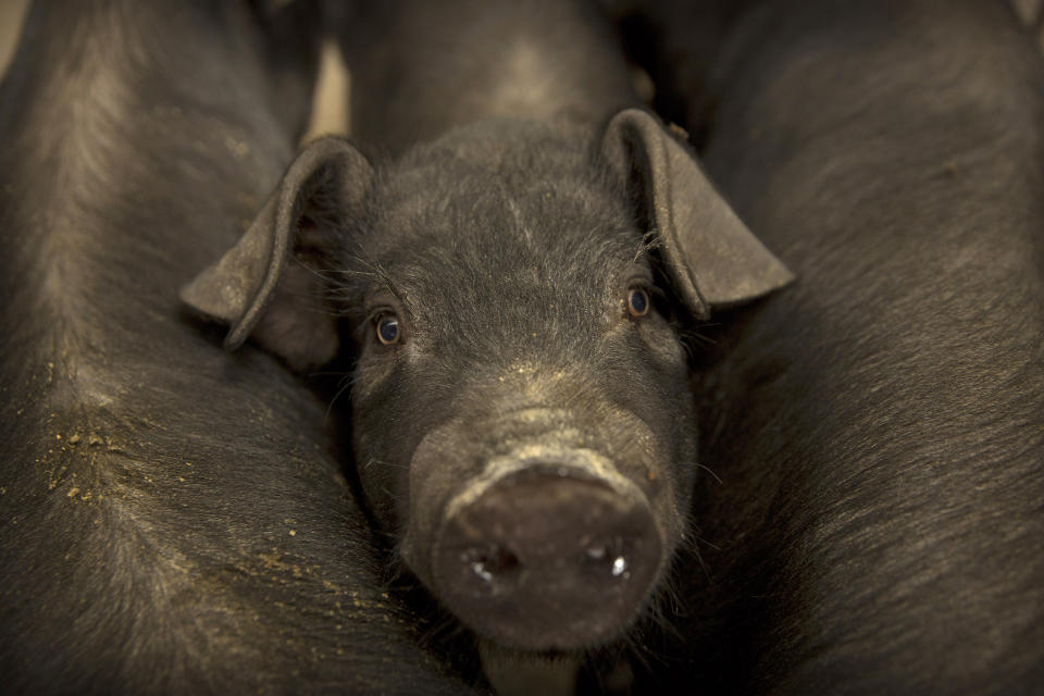 En esta imagen del 8 de mayo de 2019, un cerdo asoma entre otros dos cerdos en una granja en la aldea de Jiangjiaqiao, en la provincia norteña de Hebei, China. (AP Foto/Mark Schiefelbein)