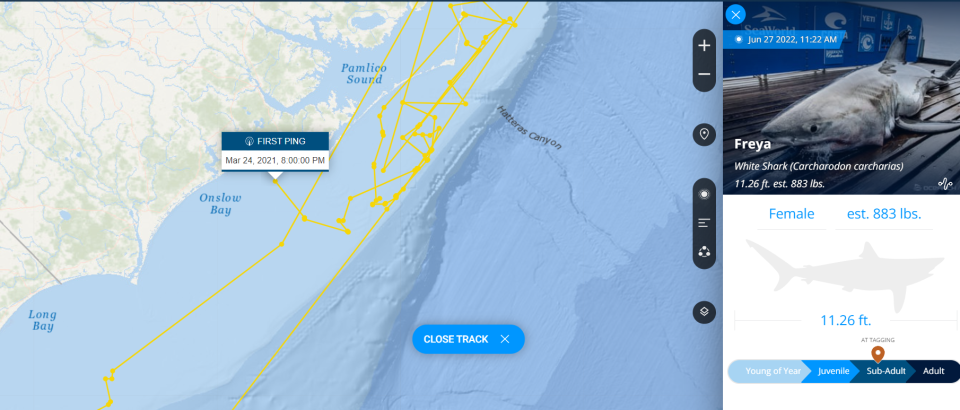 Freya was tagged not far off of Onslow's coast just over a year ago.