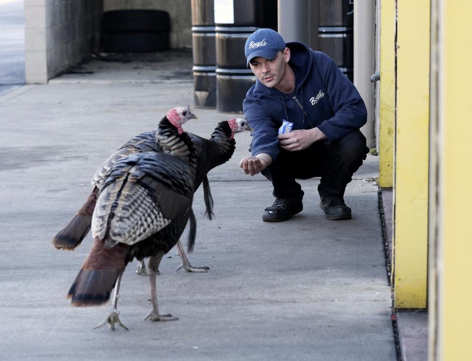 Feb. 21, 2023; Columbus, OH, U.S.; Mechanic Tucker "Tuck" Topping offers peanuts to two wild turkeys walk in the Goodyear Boyd's Hilliard Tire & Service parking lot next to Leap Road in Hilliard. The "Hilliard Turkey Gang" has a Facebook page with hundreds of fans but the city has concerns about the birds who stop traffic crossing Cemetery Road to roost in the evenings. A third turkey was injured is currently being cared for at the Ohio Wildlife Center. Mandatory Credit: Barbara J. Perenic/Columbus Dispatch