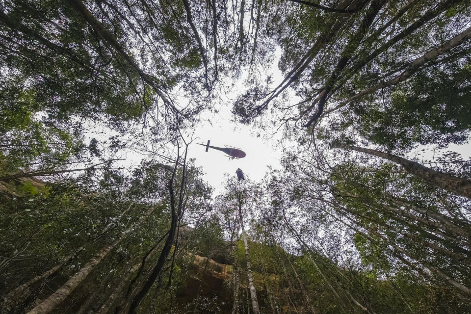 Some of the Wollemi pines were charred, but officials said they were largely saved. (Photo: New South Wales Government)