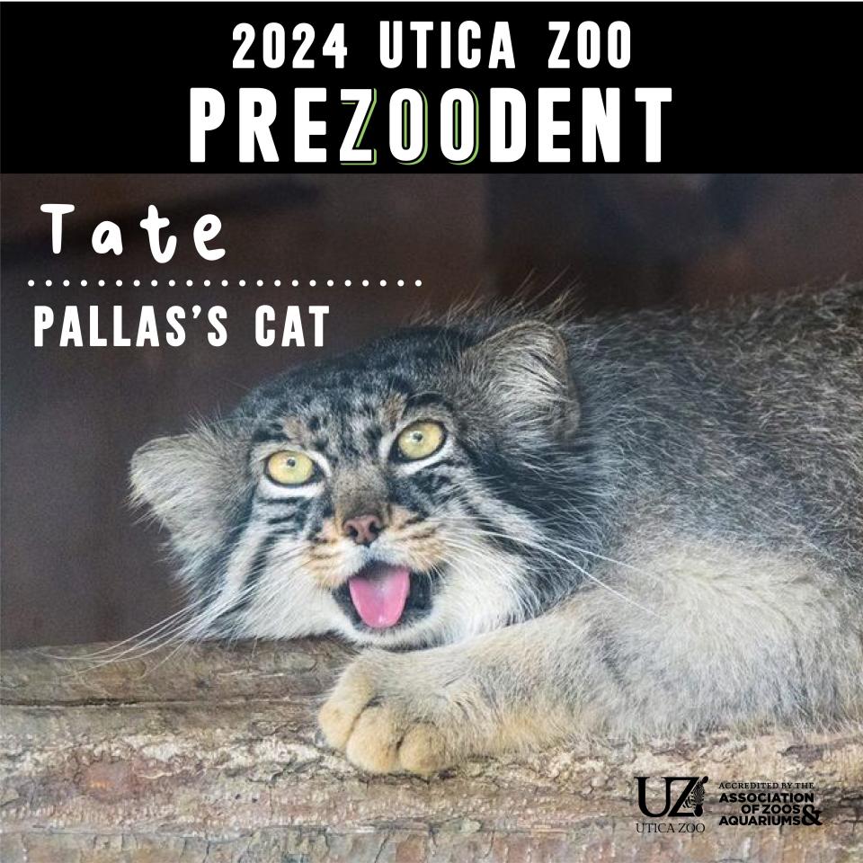 Tate the Pallas's cat has been elected preZOOdent of the Utica Zoo. He succeeds Mei Lin the red panda, the zoo's first preZOOdent.
