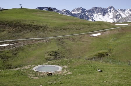 Bear Napa walks along a pond at the Arosa Baerenland sanctuary in the mountain resort of Arosa