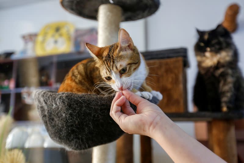 Cat Cafe offers therapy to human and adoption to cats in Dubai