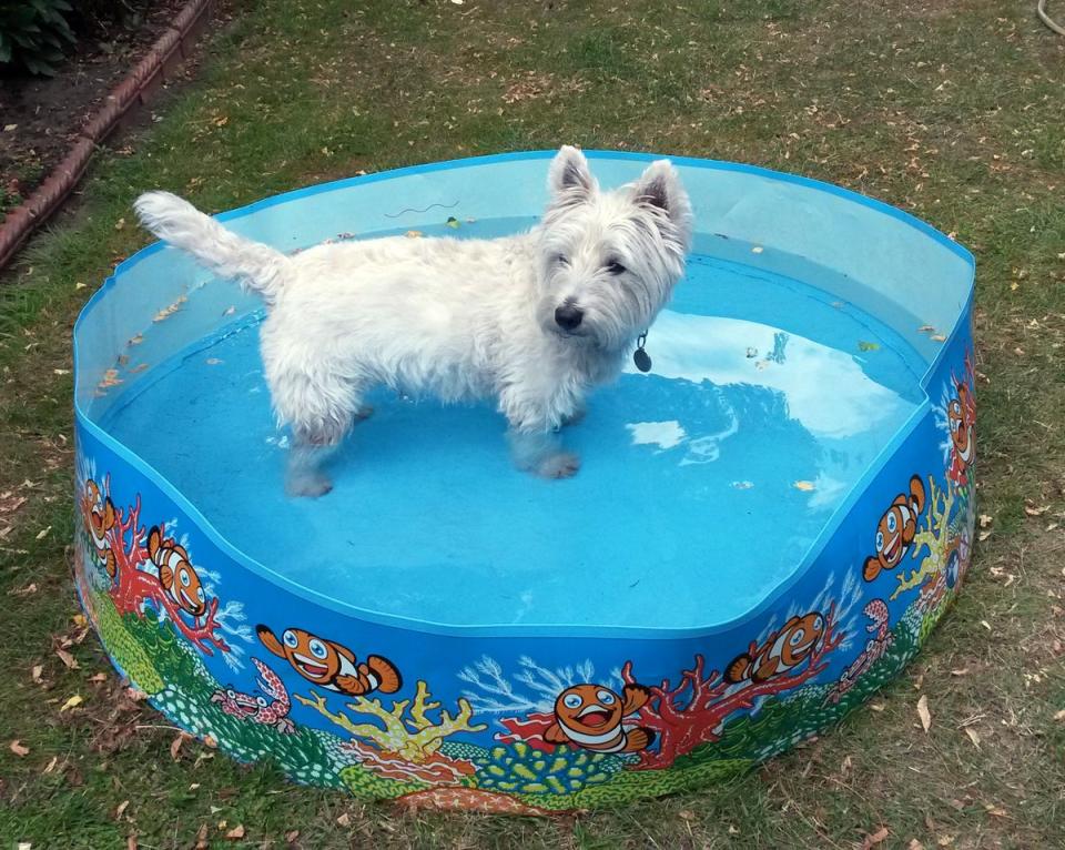 Arthur, a West Highland Terrier, cools off in a paddling pool in west London as temperatures in nearby Kew Gardens reached more than 29 degrees (PA) (PA Archive)