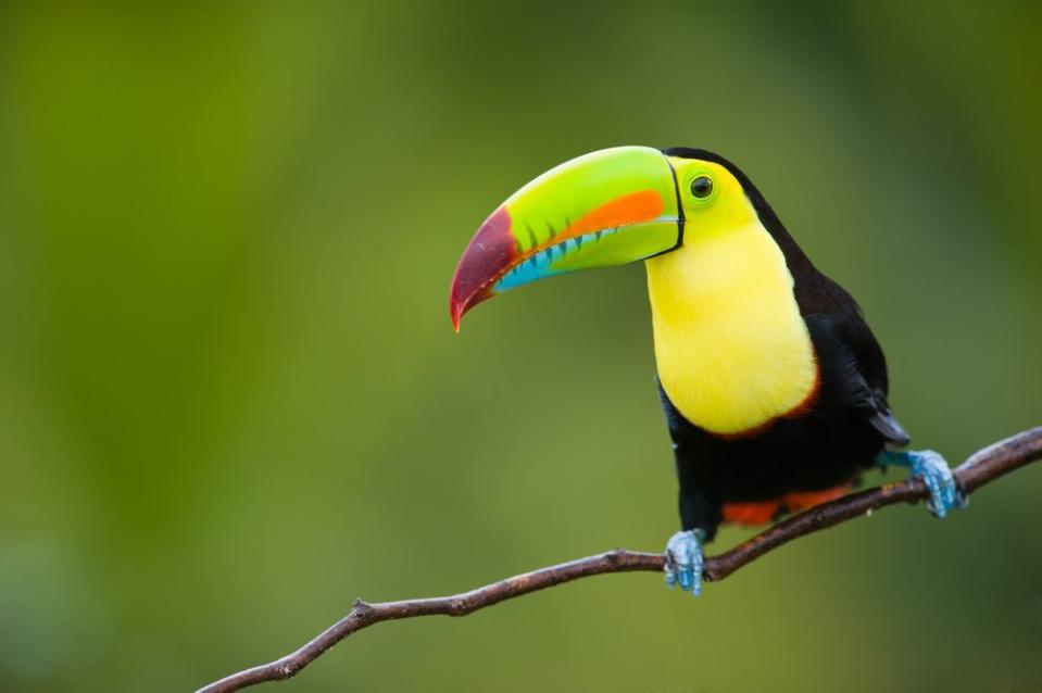 toucan sitting on a branch