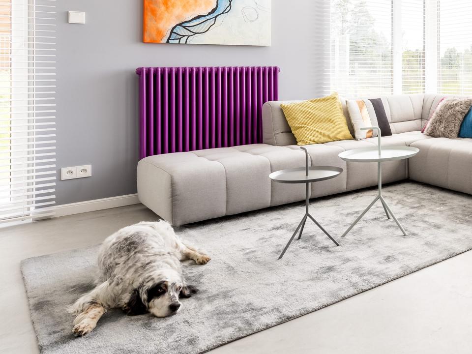 Furry dog lying on the carpet in colorful spacious living room with violet heater