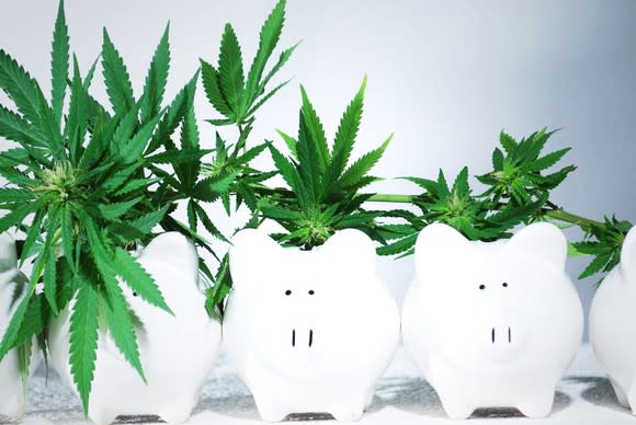 White piggy banks lined up in a row with progressively smaller cannabis plants growing out of them from left to right.