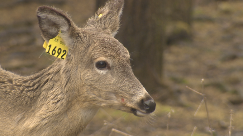 Deer population's changes studied by N.B., Maine researchers