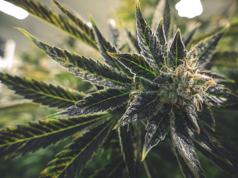 An up-close view of a flowering cannabis plant in an indoor grow farm.