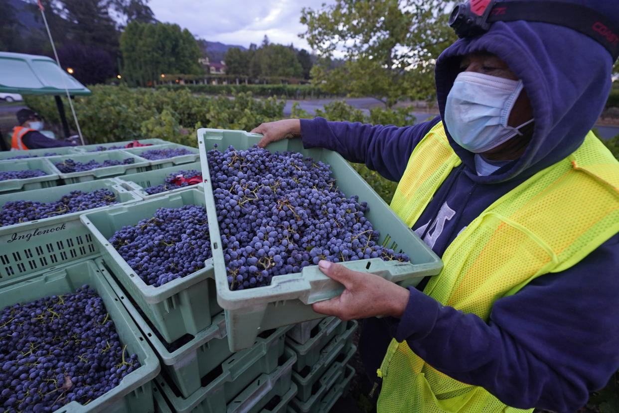 FILE - Vineyard worker Gerardo Solano loads bins of Cabernet Sauvignon grapes onto a trailer during harvest at Inglenook in Rutherford, Calif., Wednesday, Sept. 21, 2022. On Thursday, the Commerce Department issues its first of three estimates of how the U.S. economy performed in the fourth quarter of 2022. (AP Photo/Eric Risberg, File)