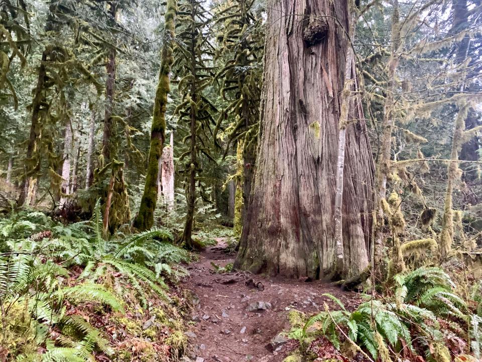 A giant tree stands along the Old Salmon River Trail near Welches in Mount Hood National Forest.