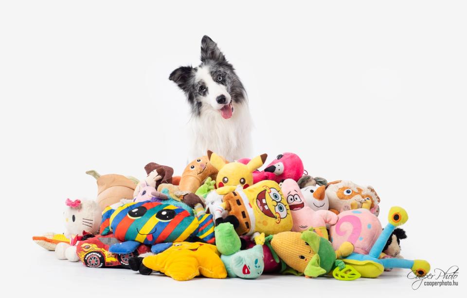 border collie head tilt