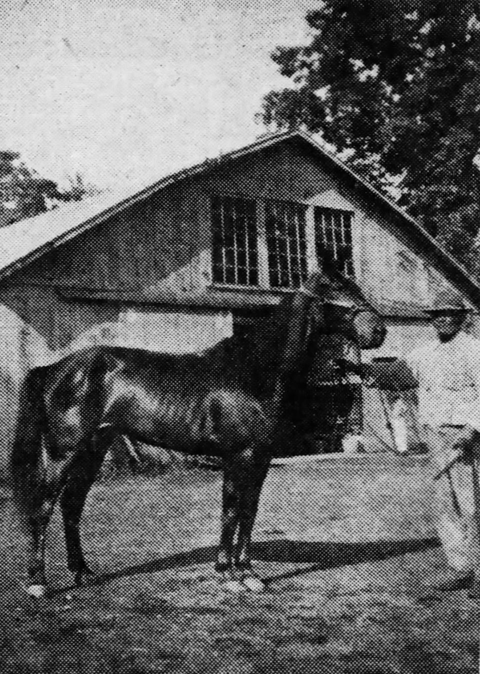 Wick Adams with a standardbred horse named Linn Spencer. Photo from the Muncie Star, June 18, 1944.