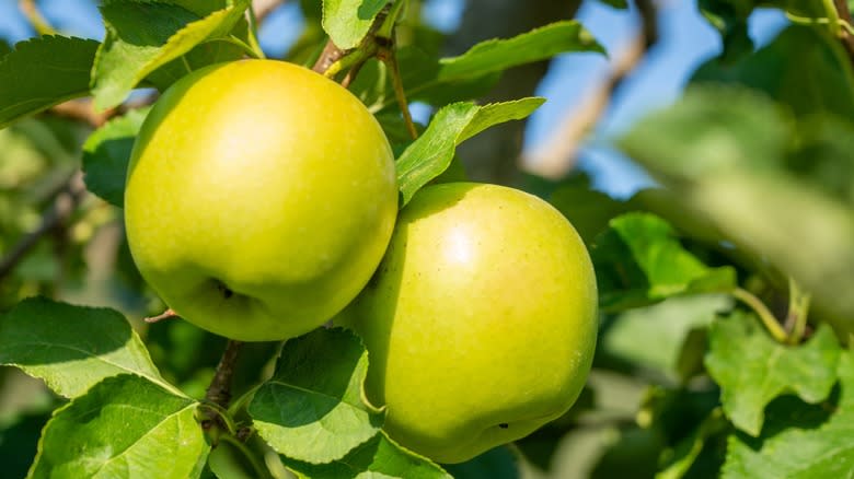 Golden Delicious apples on tree