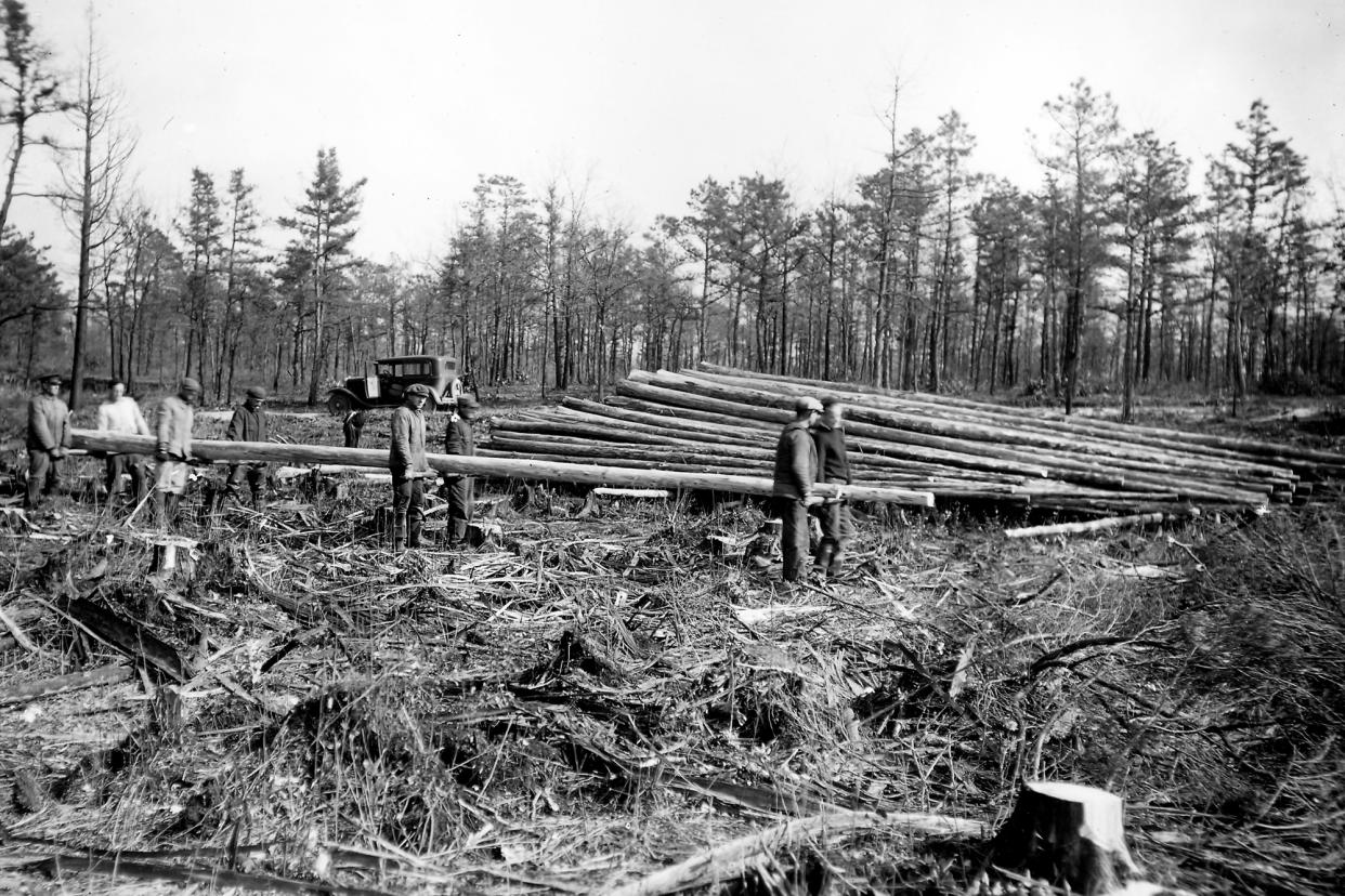 Trees like the Atlantic White Cedar were decimated in the past centuries mostly due to logging for construction. (New Jersey Parks and Forestry)