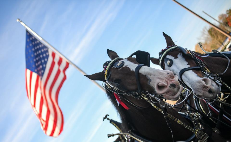 The world-famous Budweiser Clydesdale horses, hitched to the classic red beer wagon, parade on a short route for guests at Food City in Oak Ridge, Saturday, Nov. 11, 2023.