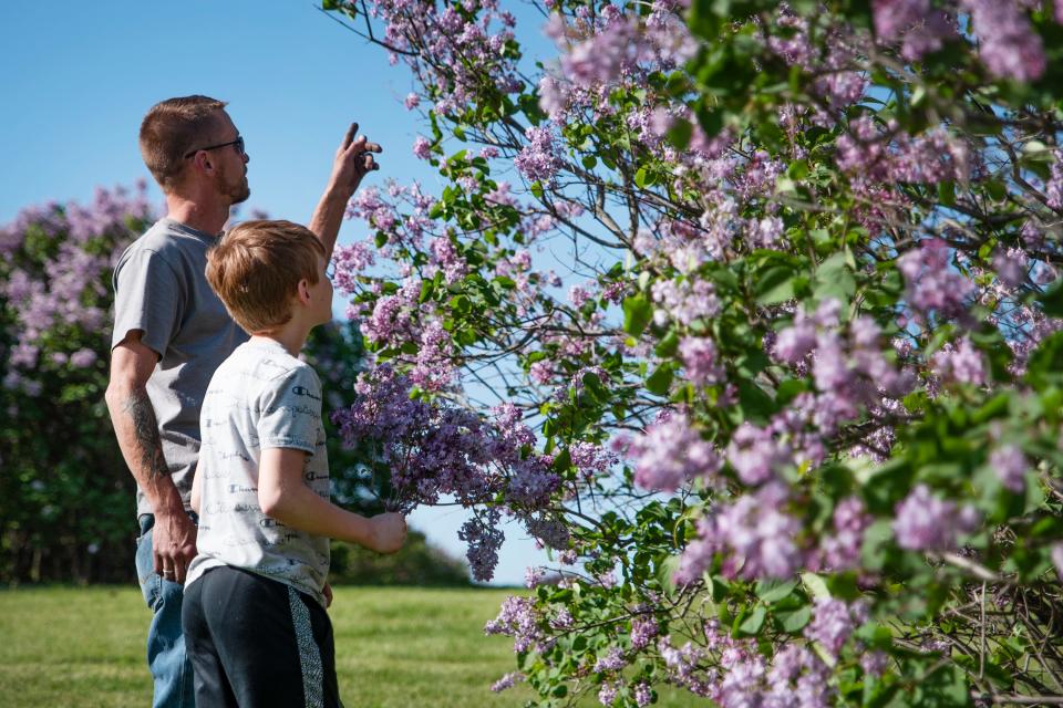 Andrew and Nicholas Bertrand pick lilacs for Nicholas' great-grandmother, who is 95 (not pictured) at the Ewing Park Lilac Arboretum on April 29, 2021. The 74-year-old park features 35 acres of lilac bushes and is now open from 6 a.m. to 10 p.m. daily. 