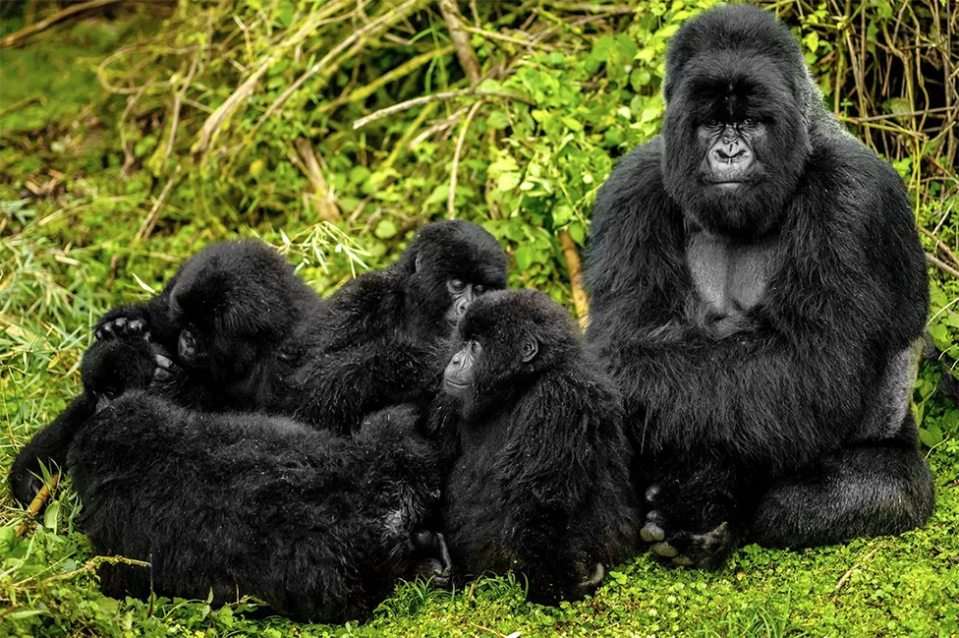 Un gorila macho con gorilas más pequeños