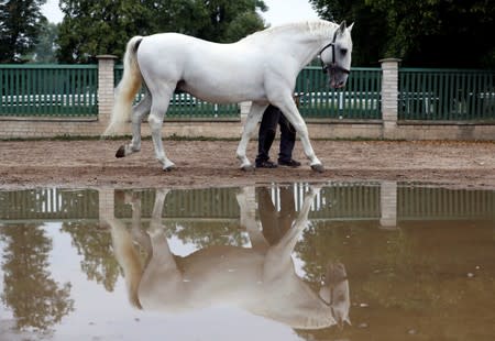 An employee of The National Stud Kladruby nad Labem leads a horse at a farm in the town of Kladruby nad Labem