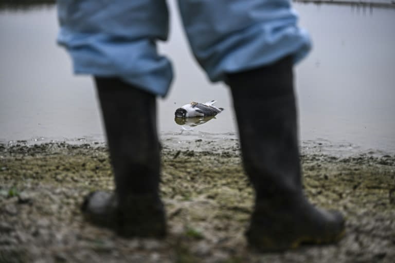 Un oiseau de mer soupçonné d'être mort de la grippe aviaire H5N1 sur une plage de Lima, le 1er décembre 2022 (Ernesto BENAVIDES)