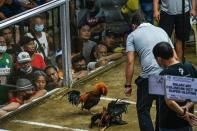 <p>Los aficionados defienden esta brutalidad como parte de la identidad filipina y argumentan que se comerían las aves si no fueran entrenadas para estas peleas. (Foto: Jam Sta Rosa / AFP / Getty Images).</p> 