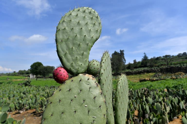 View of a nopal plant on the slopes of the extinct Teuhtli volcano in Milpa Alta borough, Mexico