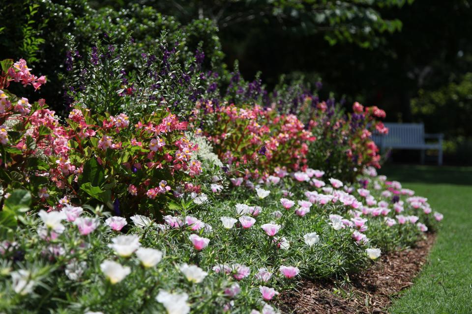 A seasonal selection of annual flowers are planted in flower beds throughout the New Hanover County Arboretum.