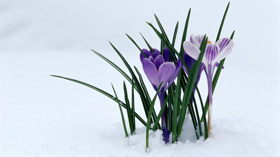 winter flowers crocus