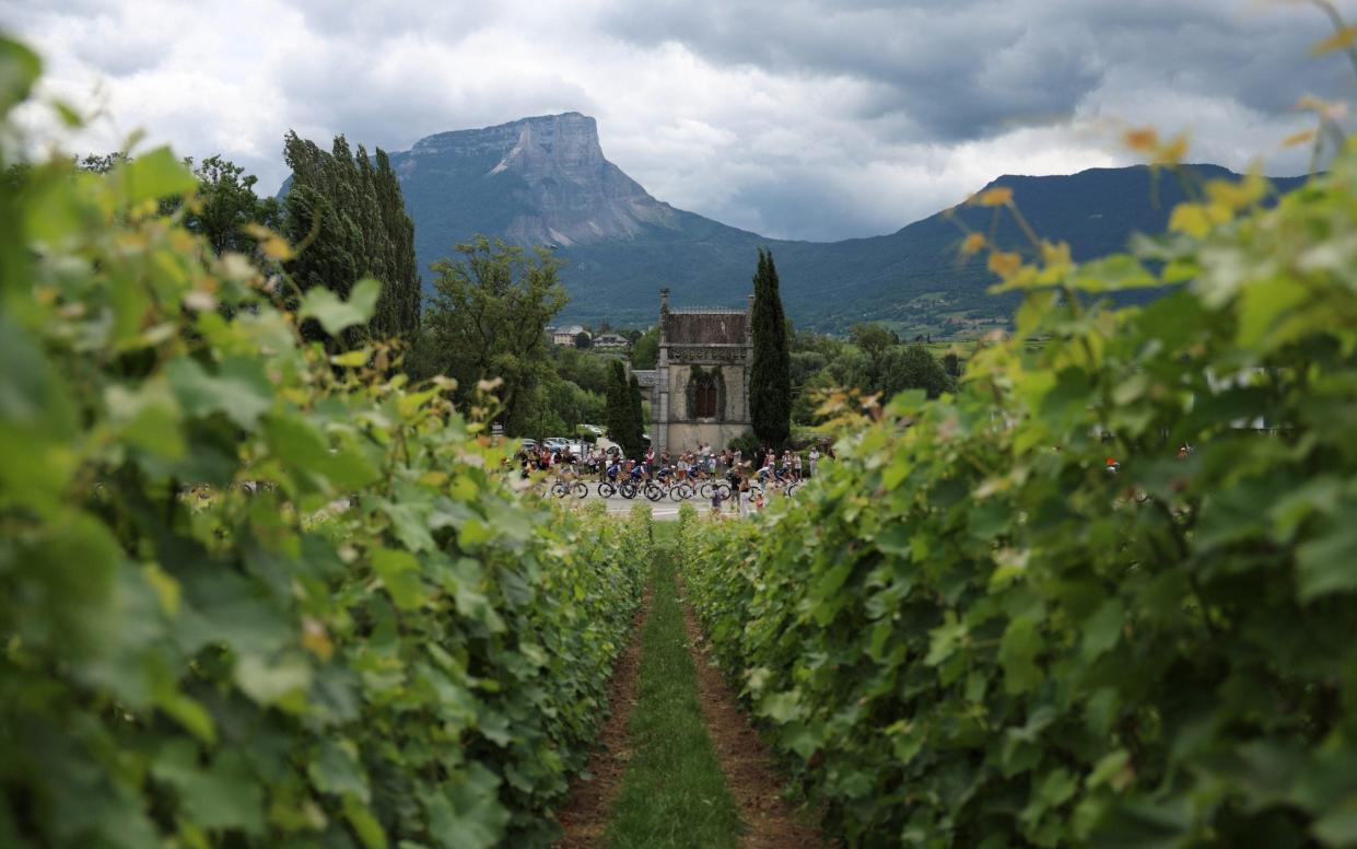 A view in between some vines of the peloton going past