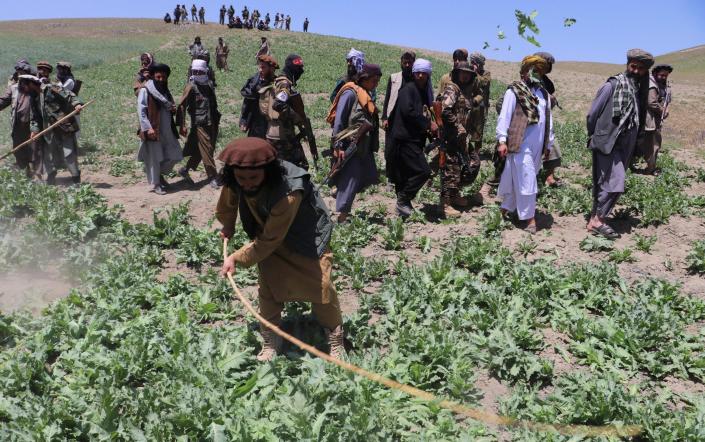Талибы уничтожили плантацию мака в районе Арго провинции Бадахшан