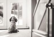 <p>A young puppy sits patiently gazing out of the window. (Cat Race/PA Wire)</p>