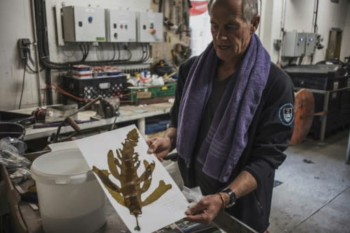 Marine biologist Robert Anderson prepares kelp samples for drying and analysis