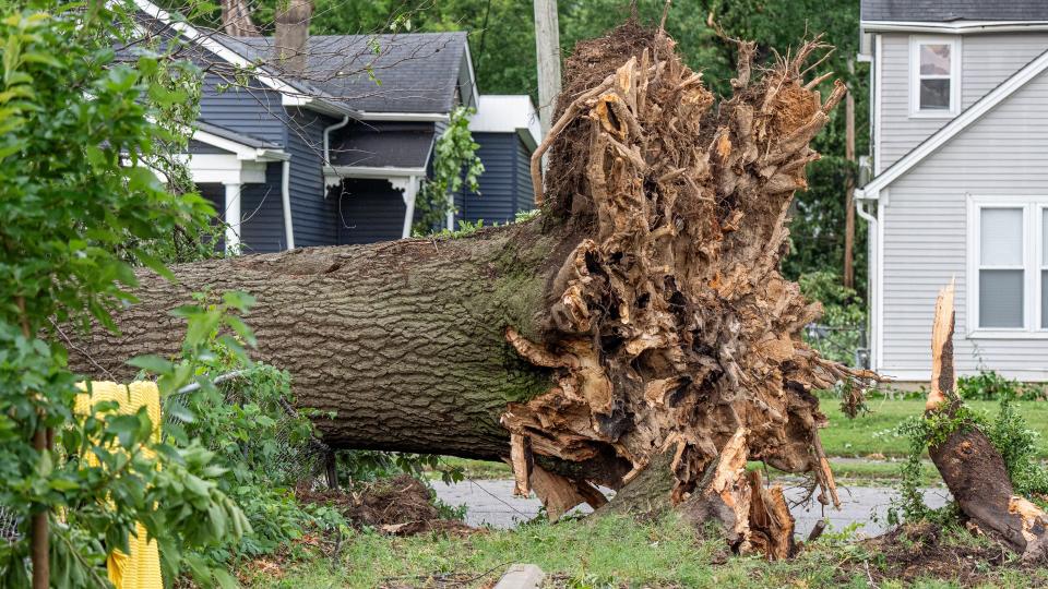 A large tree fell across 28th Street after an EF1 tornado blew through the area, uprooting trees and damaging houses in Louisville’s West End on Thursday, July 4, 2024.