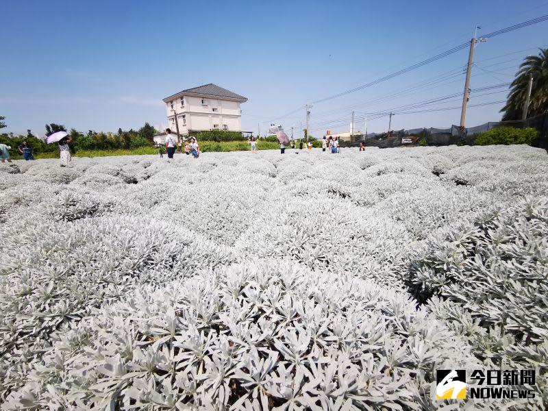 ▲田尾鄉一處芙蓉菊花田吸引許多民眾爭相朝聖，芙蓉草有著圓潤的外型，灰白色的葉子，整片白矇矇一片好似白雪，相當美麗。（圖／記者陳雅芳攝，2020.10.04）