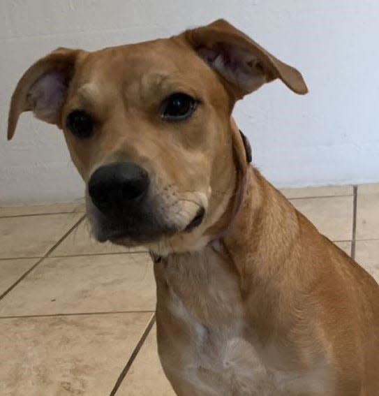 Name: Bella Boo

Gender: Female

Age: 2 years old

Weight: 46 pounds

Species: Dog

Breed: Black Mouth Cur – Brown

Orphaned Since: January 2022

Adoption Fee: $250

 

Woof-o, Bella Boo here and I’m in search of a new furever home. First of all, you should know that I’m really scared of loud noises and small children. So kids in the home should be aged 13 and older. And, I’m shy, so I might be nervous when we first meet. On the other paw, I’m friendly, energetic, playful and I get along with other dogs. That’s a lot of pawsatives if you ask me! If you can picture a sweet girl like me in your life, set up a meeting right away at: www.spcaflorida.org/appointment!