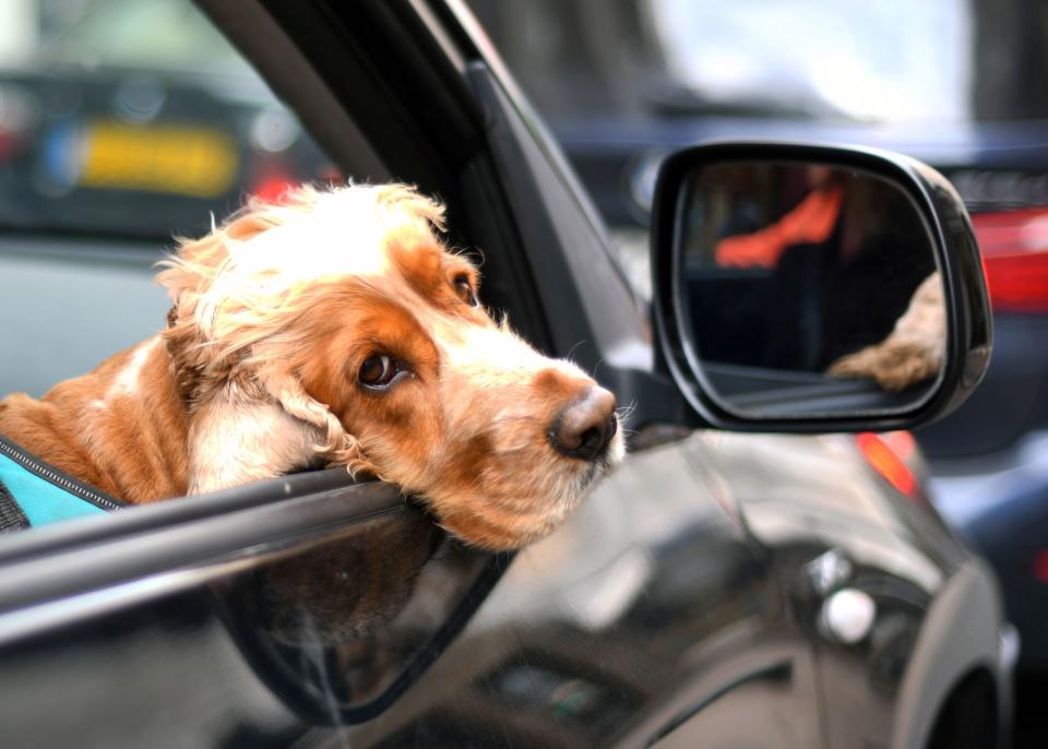 <p>Zunächst einmal müssen Sie sich entscheiden, wo die Reise hingehen soll. Denken Sie dabei an den Charakter Ihres Hundes: Wird er bei Autofahrten unruhig, sollten Sie sich nur für eine kurze Strecke entscheiden. Die Nordsee oder die heimischen Berge sind auch tolle Urlaubsziele und schnell zu erreichen. (Bild: Eamonn M. McCormack / Getty Images)</p> 