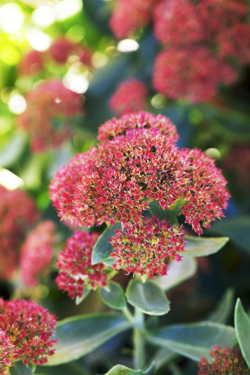 Add color to your garden from spring to fall with our water-wise favorites