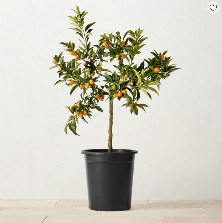 <p><a href="https://go.redirectingat.com?id=74968X1596630&url=https%3A%2F%2Fwww.williams-sonoma.com%2Fproducts%2Falder-and-oak-standard-kumquat-tree%2F%3Fcm_cat%3D10078%26cm_ven%3Dafshoppromo%26clickid%3DV3Q2nTz1rxyPU2CywC2%25253AK1JoUkH0Yr29W3BqQo0%26irgwc%3D1%26bnrid%3D3917500%26cm_ite%3Dgoodhousekeeping.com%26cm_pla%3Dir%26irpid%3D10078&sref=https%3A%2F%2Fwww.goodhousekeeping.com%2Fholidays%2Fg42235183%2Fbest-lunar-new-year-decorations%2F" rel="nofollow noopener" target="_blank" data-ylk="slk:Shop Now;elm:context_link;itc:0;sec:content-canvas" class="link ">Shop Now</a></p><p>Live Kumquat Tree</p><p>Williams-Sonoma</p><p>$129.95</p><span class="copyright">Williams-Sonoma</span>