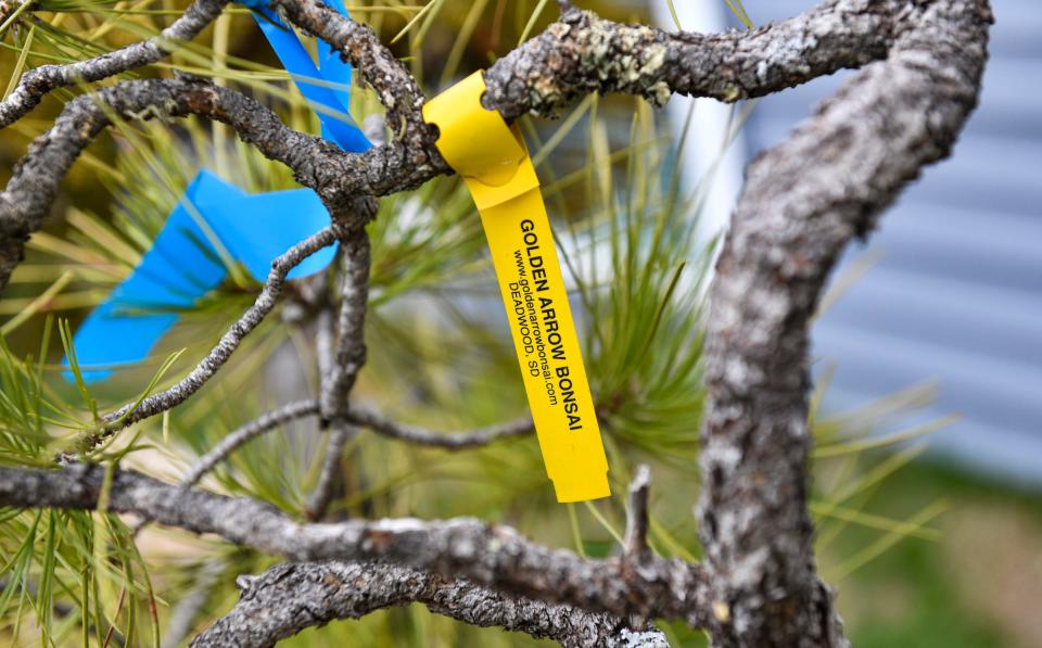 A tag is placed on one of the branches of a bonsai at the home of Sumo Bonsai Supply owner Jeramiah Pearce Friday, April 29, 2022, in Sartell.