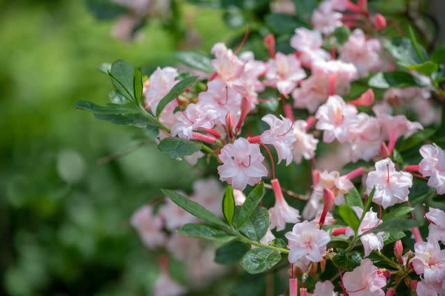 <p>The Spruce / Evgeniya Vlasova</p> Pinxterbloom azalea