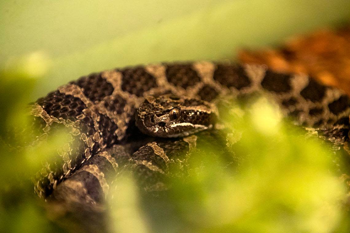 The Eastern Massasauga is the smallest of Pennsylvania’s venomous snake species.