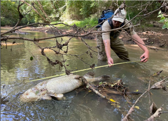 Chris James, an Environmental Protection Division employee, measuring a flathead catfish found dead in Little River. EPD says soil amendment runoff from a Washington, Georgia farm killed nearly 1,700 fish in Little River.