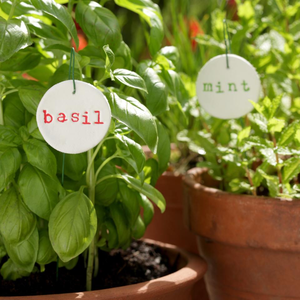 A potted basil and mint plants