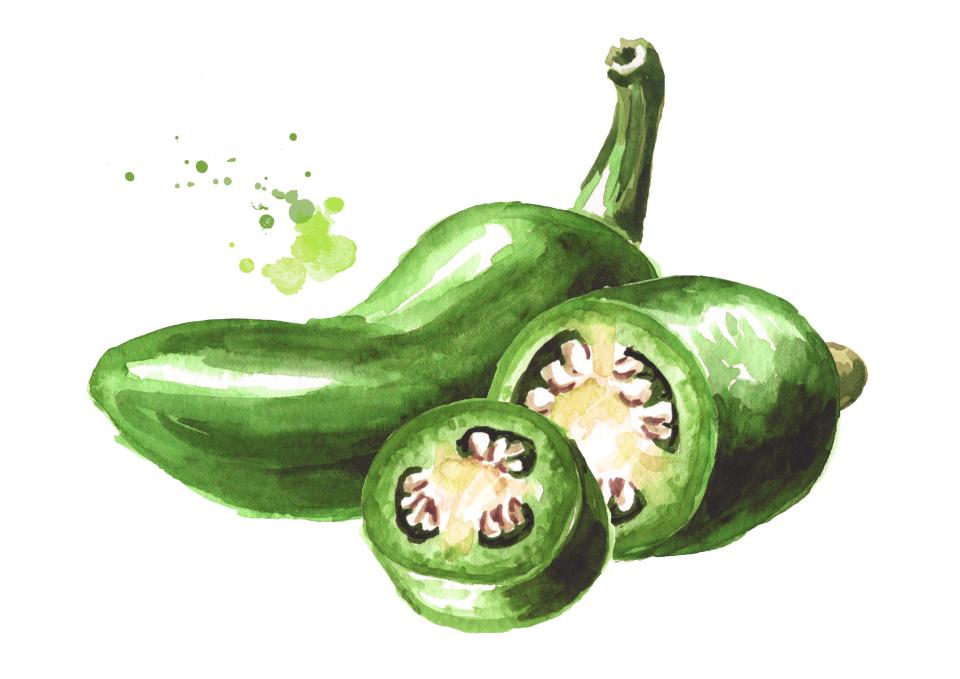 <h1 class="title">Jalapeno green hot chili pepper, whole and sliced pods. Hand drawn watercolor illustration isolated on white background</h1><cite class="credit">Daria Ustiugova/Getty</cite>