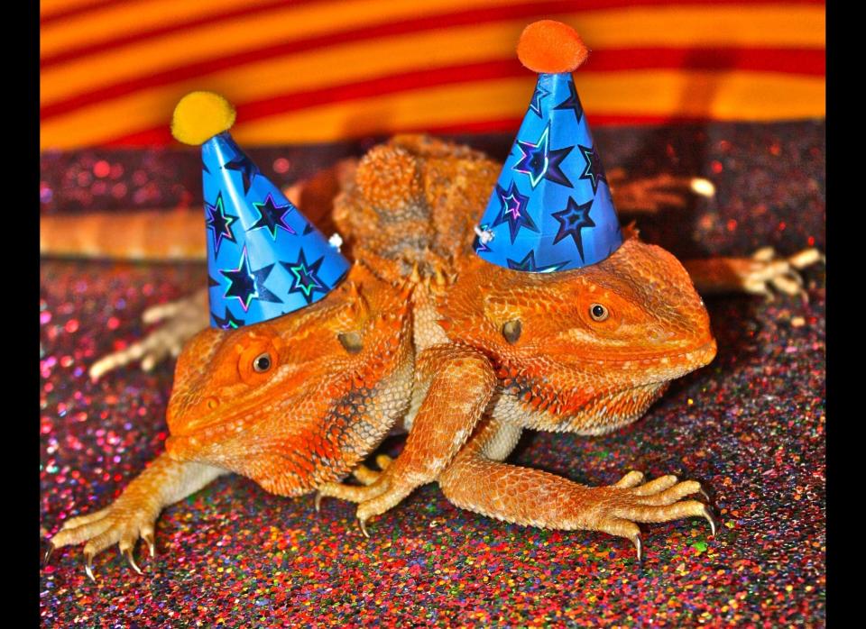 Todd Ray, who is recognized by Guinness World Records as having the largest collection of two-headed animals, is celebrating the second birthday of Pancho and Lefty, a two-headed, six-legged bearded dragon on July 7 in Venice Beach, Calf.