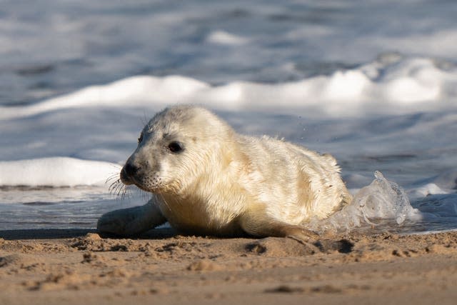 Grey seal pups