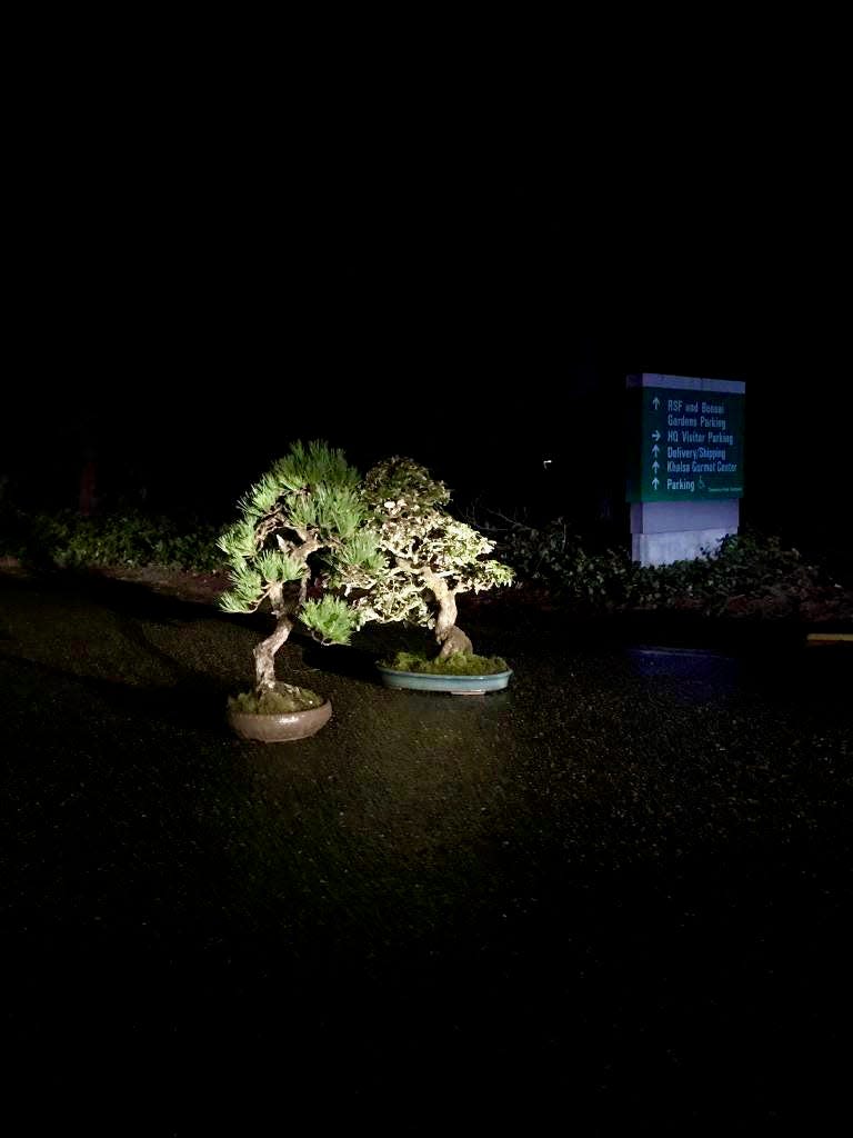 Two stolen bonsai trees were returned to Pacific Bonsai Museum on Tuesday night, less than 72 hours after they went missing, the museum says.