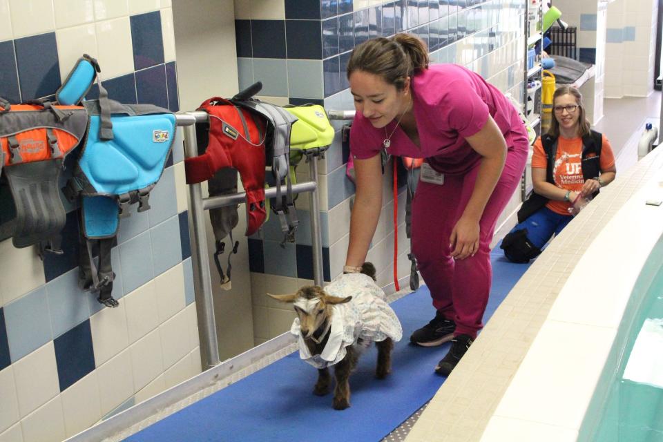 Daisy Mae walks up an incline to test her strength with Dr. Melissa Narum during a physical therapy appointment on May 5 at UF's Large Animal Hospital.