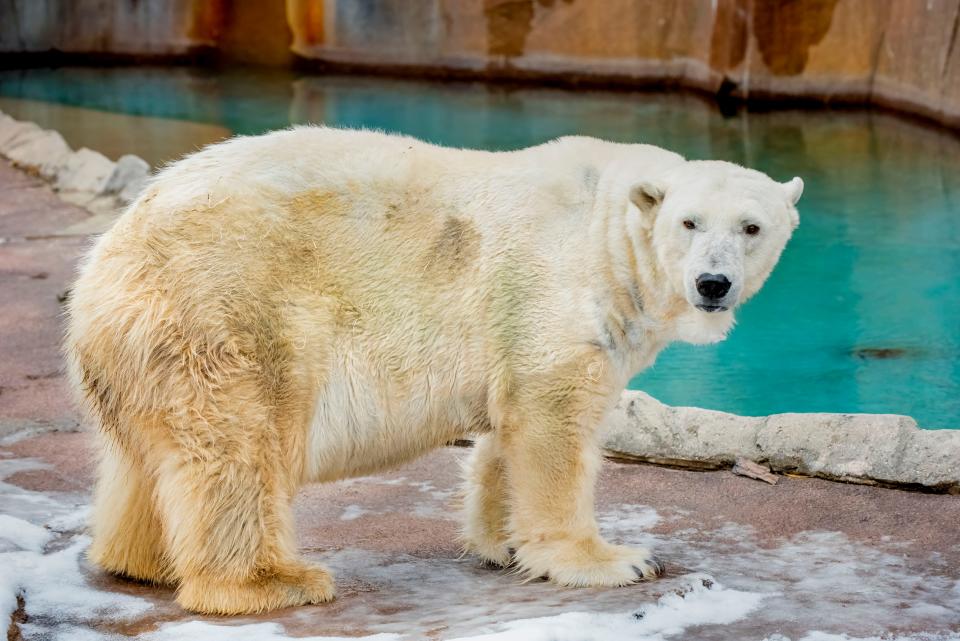 Snow Lilly, 36, was the oldest polar bear in captivity in North America.